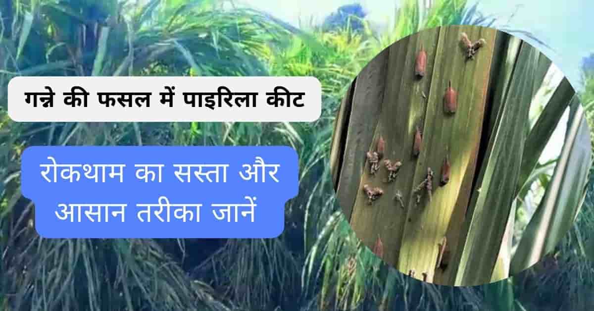 गन्ने की फसल में पाइरिला कीट नियंत्रण